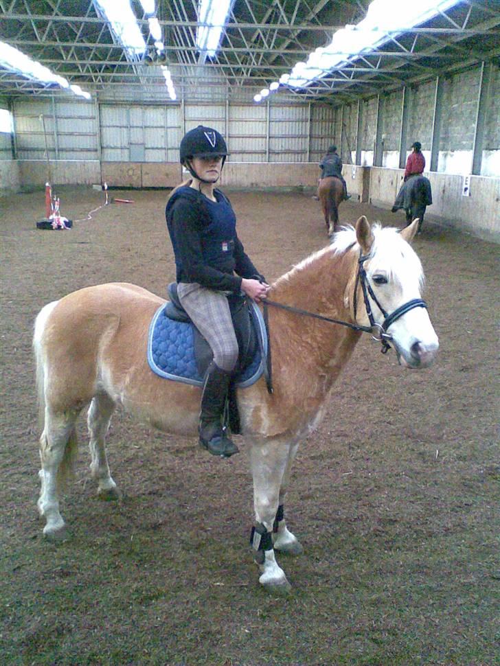 Haflinger sander (Gl. part) - har lige sprunget undervisning:D billede 3