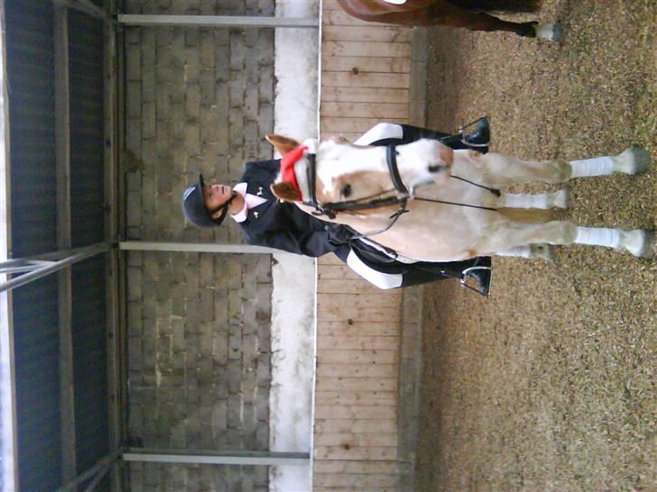 Haflinger sander (Gl. part) - stævne 6/12-08 billede 4