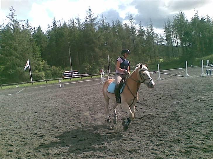 Haflinger sander (Gl. part) - nurhhh sander, min dejlige skat:D billede 5