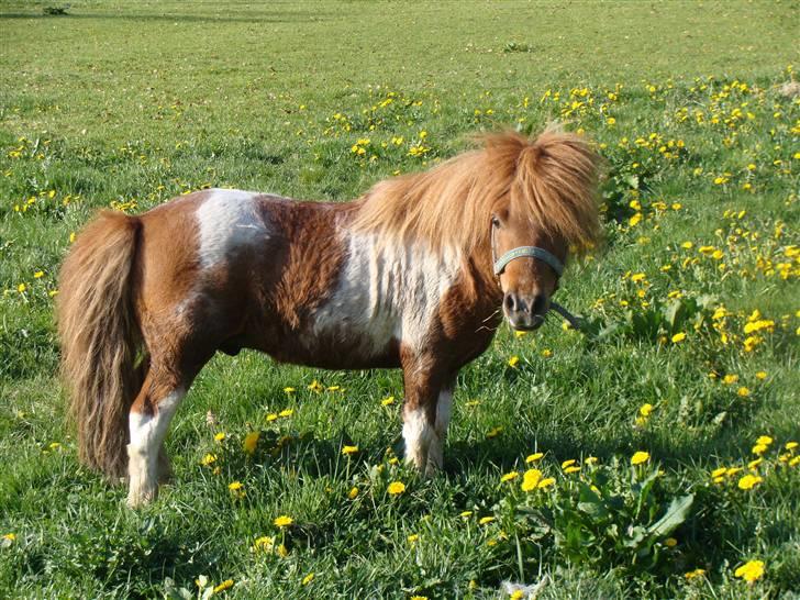 Miniature Arkibal - Arkibal hjemkommet på Bornholm 10 .maj 08 billede 2