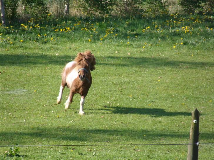 Miniature Arkibal - Arkibal hjemkommet på Bornholm 10 .maj 08 billede 3