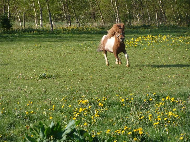 Miniature Arkibal - Arkibal hjemkommet på Bornholm 10 .maj 08 billede 4