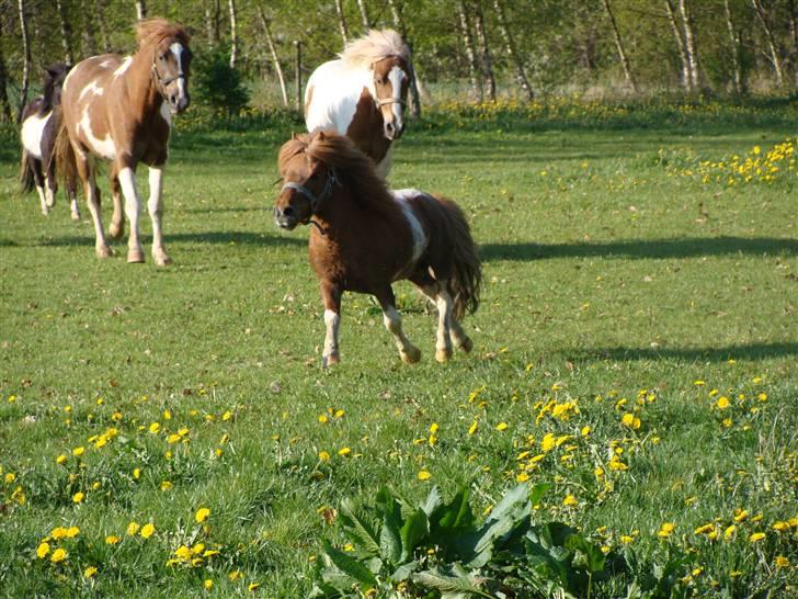 Miniature Arkibal - Arkibal hjemkommet på Bornholm 10 .maj 08 billede 5