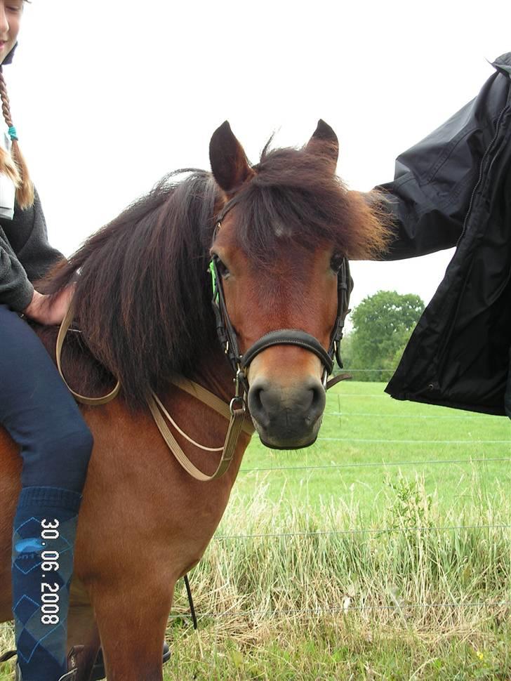 Shetlænder Mr. Brown (Bruno) - Bruno <3 billede 2