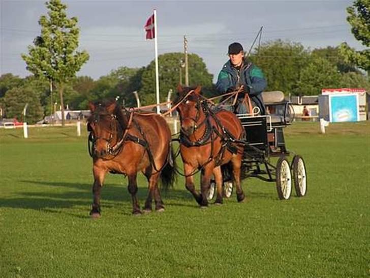 Shetlænder Mr. Brown (Bruno) - Bruno og Kadian kører tandem, Bruno er tættest på vognen. billede 10