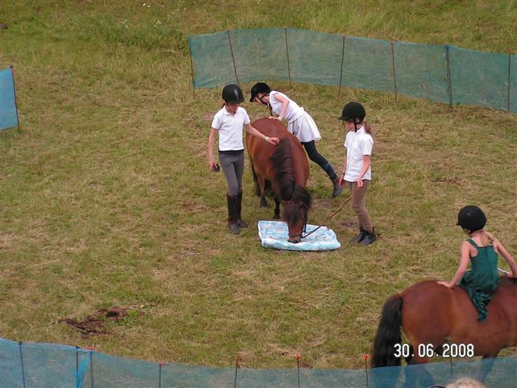 Shetlænder Mr. Brown (Bruno) - 29.06.08 Sommerferie-start-stævne. Cirkus. Se jeg kan rulle et tæppe ud !!! billede 14