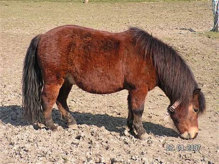 Shetlænder Mr. Brown (Bruno) - Bruno billede 16