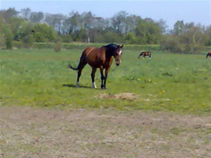 Anden særlig race Leandro - En dejlig sommerdag på marken i år.. billede 9