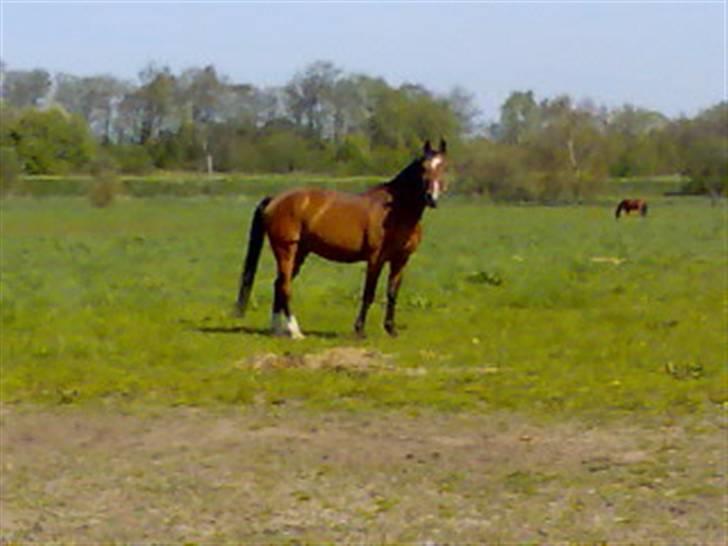 Anden særlig race Leandro - Leandro " him self "  :0) billede 10