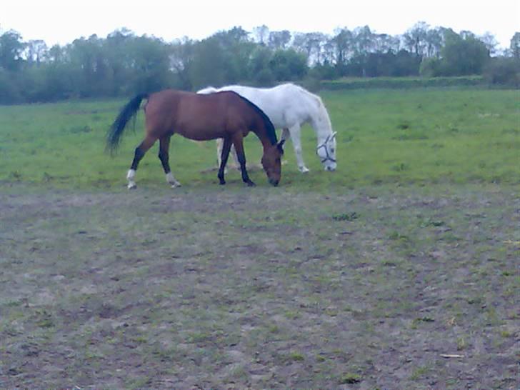 Anden særlig race Leandro - Calibra og Leandro på marken sammen...:0) billede 11