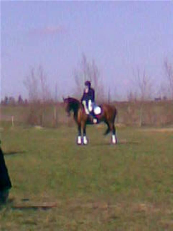 Anden særlig race Leandro - Leandro og jeg til stævne i Skærbæk... :0) billede 12