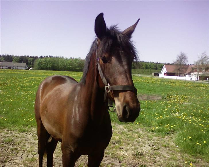 Anden særlig race Princess (Solgt) - D. 10 maj 2008 (; billede 15