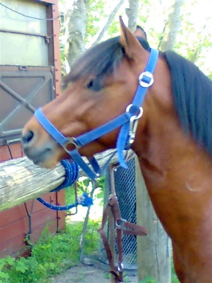 Anden særlig race Pluto  billede 1