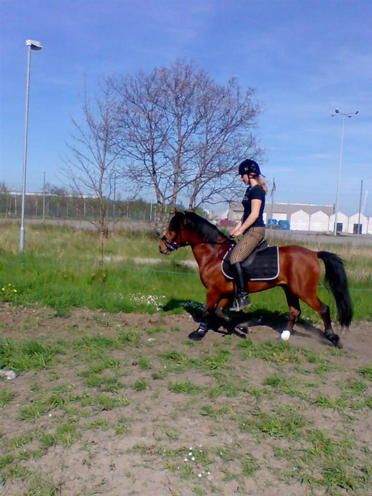 Anden særlig race Pluto  billede 3