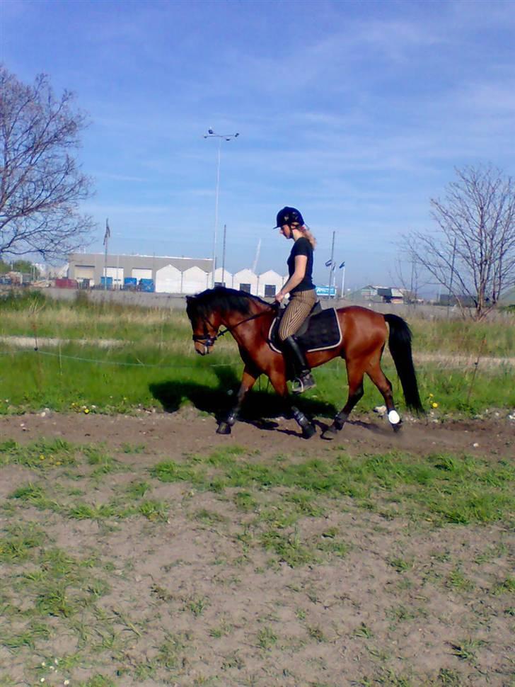 Anden særlig race Pluto  billede 4