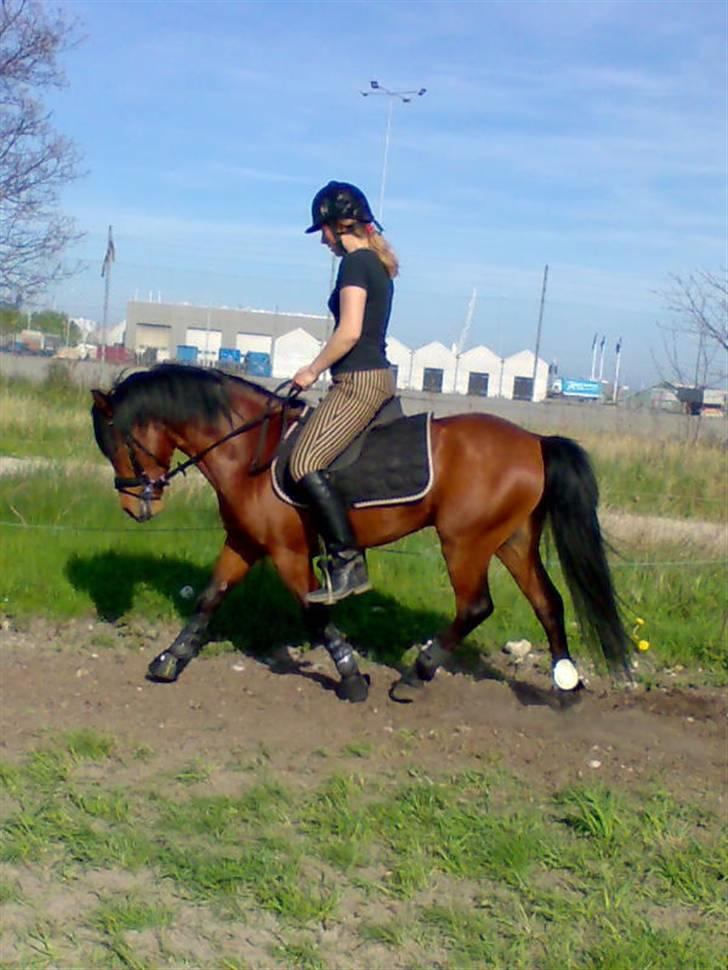 Anden særlig race Pluto  billede 5