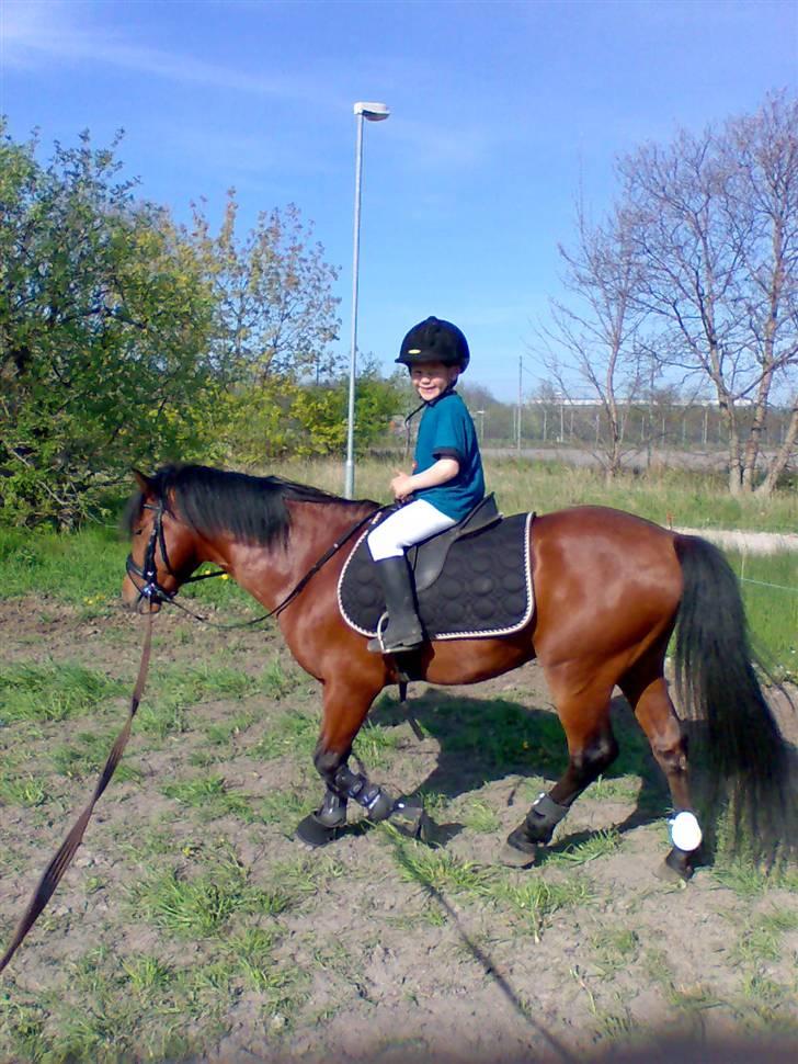 Anden særlig race Pluto  billede 6