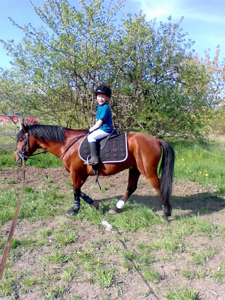 Anden særlig race Pluto  billede 8