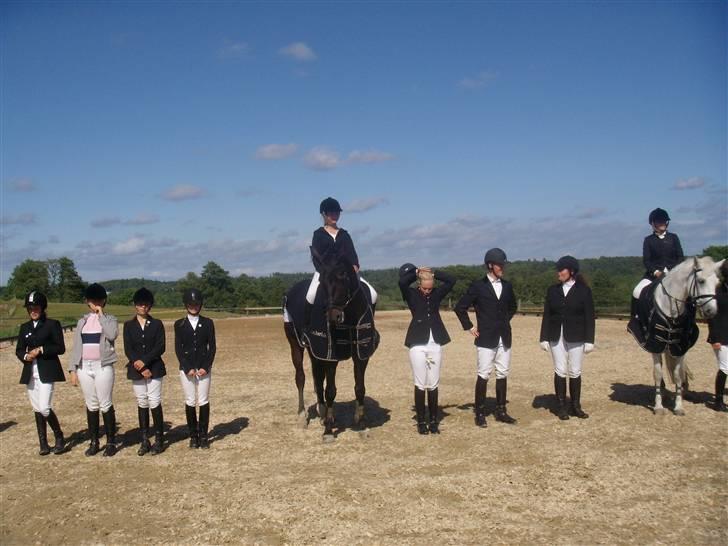 Dansk Varmblod Rubin [Himmelhest] billede 8