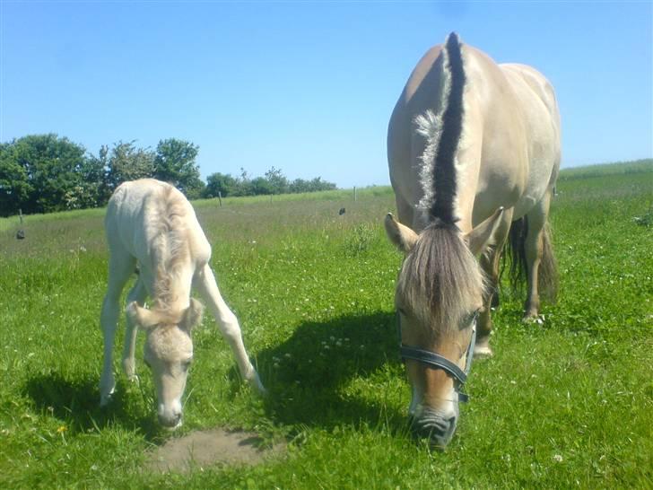 Fjordhest PUK LYNGHØJ - Hved er det du spiser mor? Mums græs billede 3