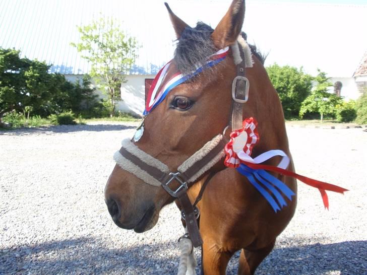 New Forest Staldbakkens Bakkestjerne - Medaljer: miig billede 6