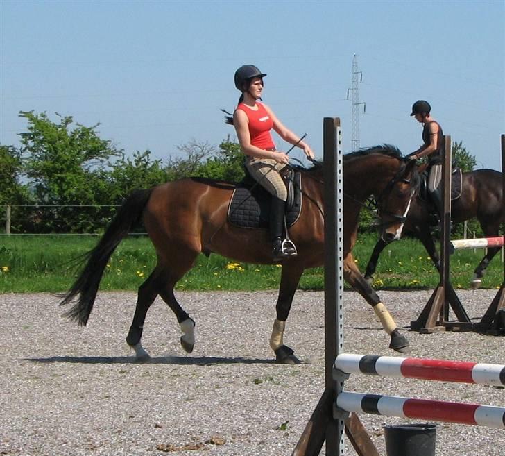 Holstener Lerado billede 7