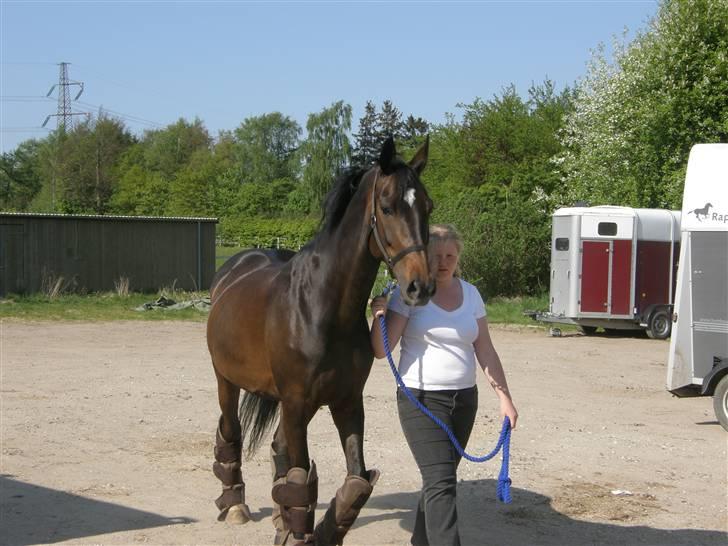 Dansk Varmblod Rubina Imhoff "Rubbies" - Rullen med transport gamacher på... billede 15
