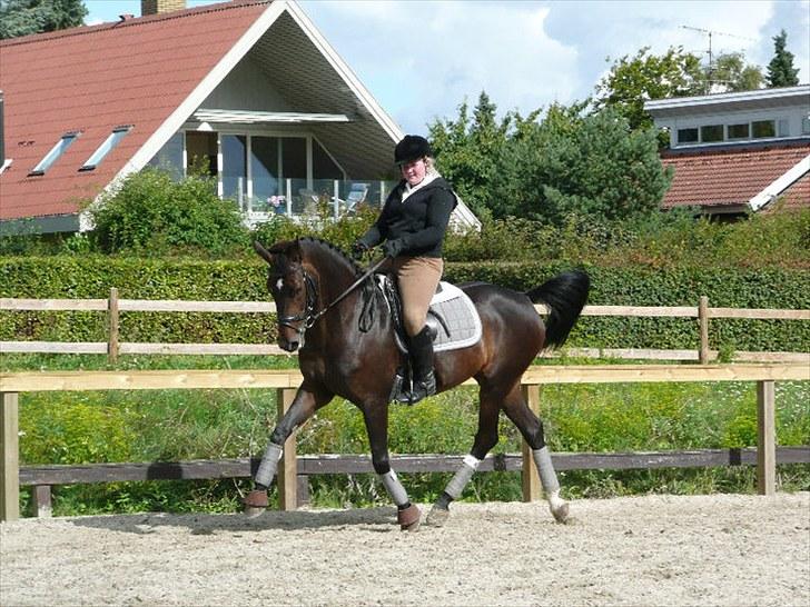 Dansk Varmblod Rubina Imhoff "Rubbies" billede 16