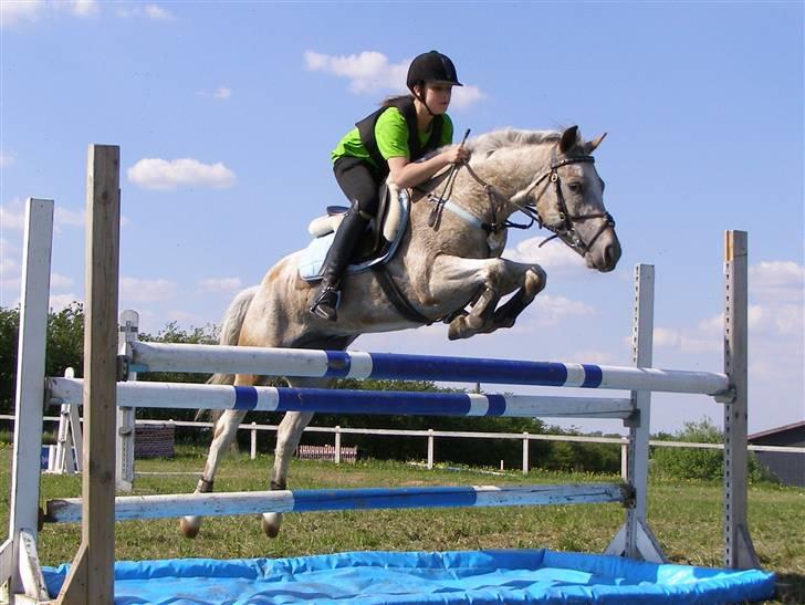 Anden særlig race ozzy <3  - velkommen til ozzy´s profil :) - taget af mester fotografen, far/brian leth billede 1