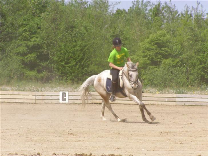 Anden særlig race ozzy <3  - galop på 10m volte - spring ponyen kan også godt gå dresur (; billede 2