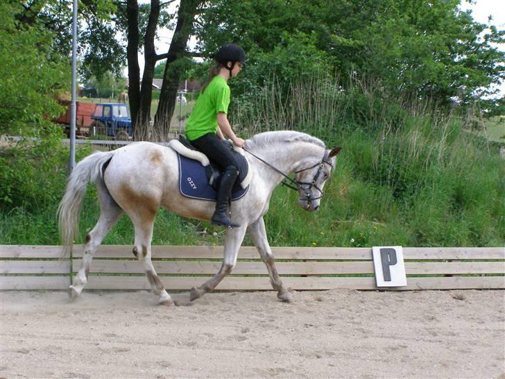 Anden særlig race ozzy <3  - lidt dresur (;  billede 3