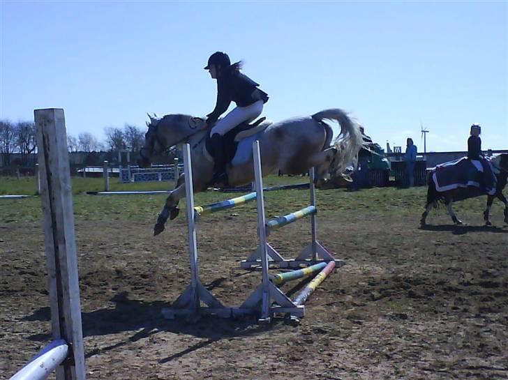 Anden særlig race ozzy <3  - opvarmning inden stæve :) - taget med mobil af maria :) billede 13