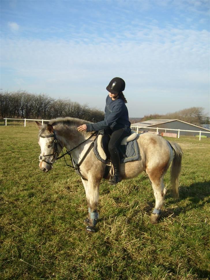 Anden særlig race ozzy <3  - står på spring banen :) -  taget af mester fotografen, far/brian leth billede 16