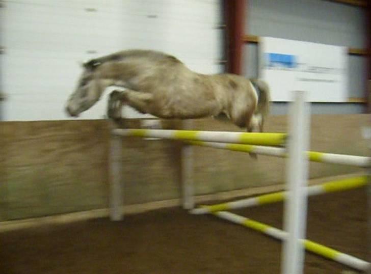 Anden særlig race ozzy <3  - løsspringnig, 130cm :) har han også sprunget med mig på ryggen :-* <3 taget af mig ! :D billede 18