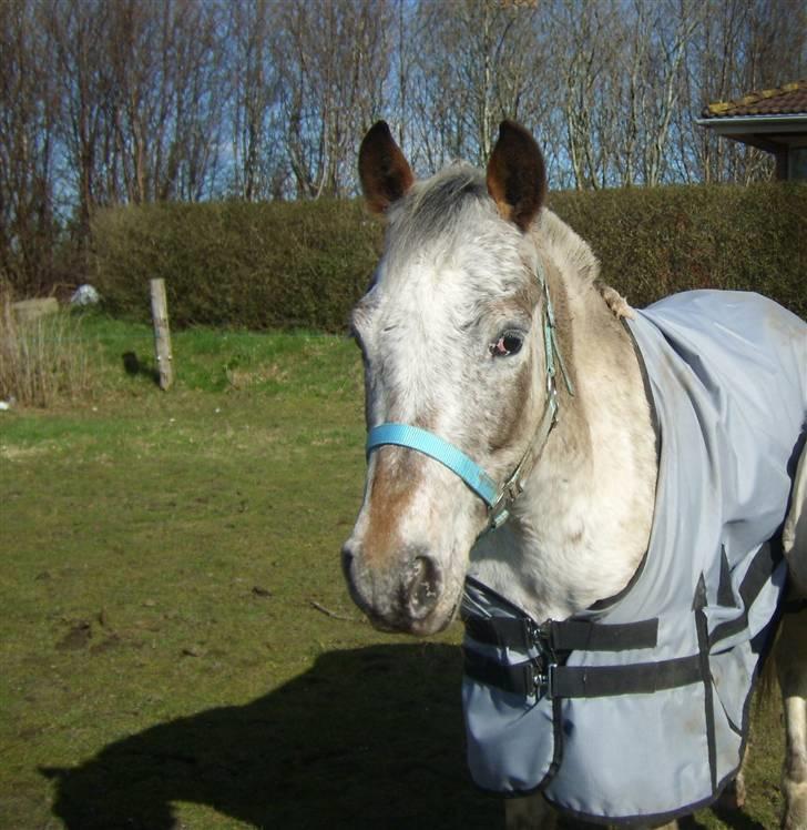 Anden særlig race ozzy <3  - på fold :) - taget af pernille <3 billede 19