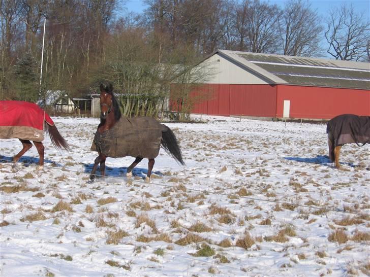 Anden særlig race Beauty (låner) Solgt billede 5