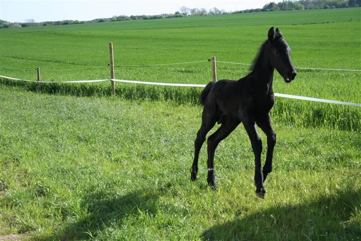 Frieser Blake "SOLGT" billede 4