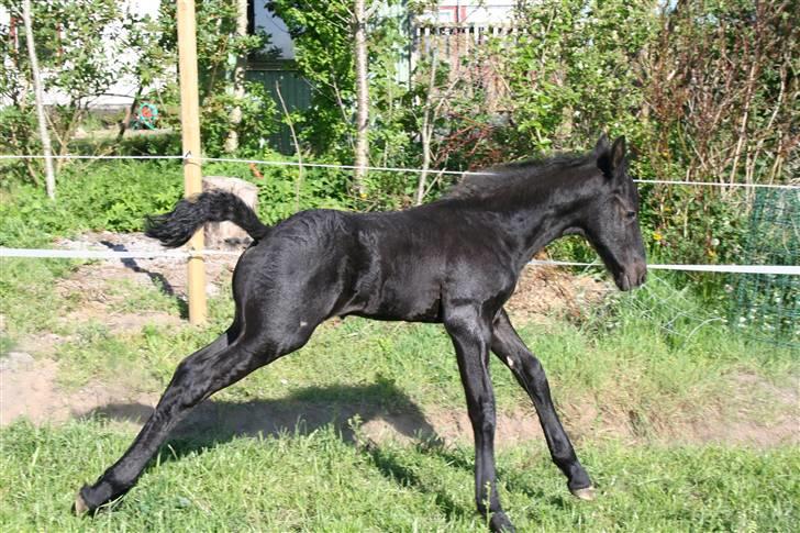 Frieser Blake "SOLGT" billede 5