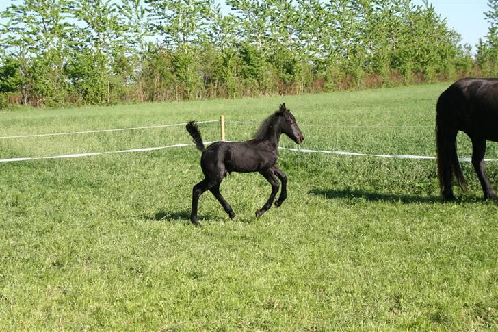 Frieser Blake "SOLGT" billede 6