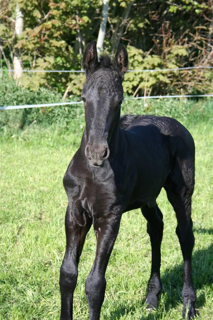 Frieser Blake "SOLGT" billede 7