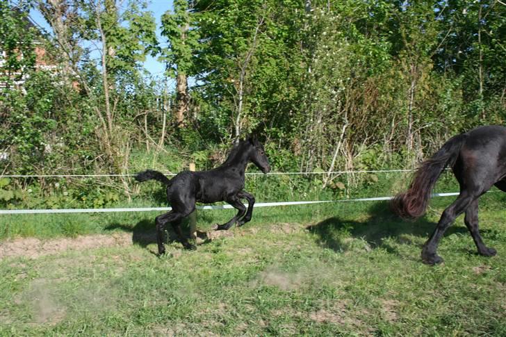 Frieser Blake "SOLGT" billede 8