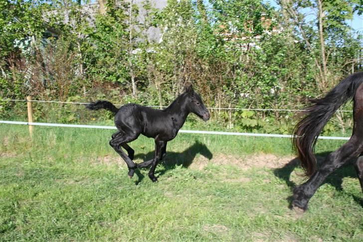 Frieser Blake "SOLGT" billede 9