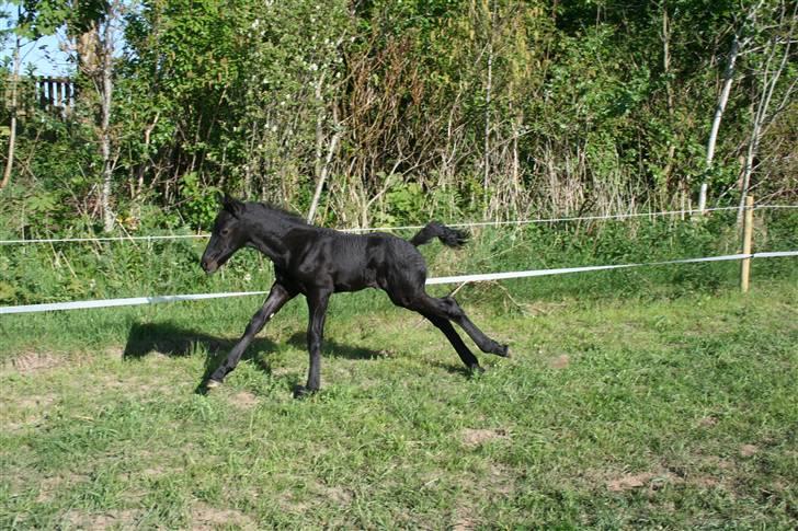 Frieser Blake "SOLGT" billede 10