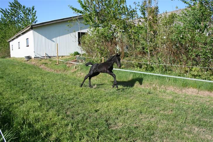 Frieser Blake "SOLGT" billede 11