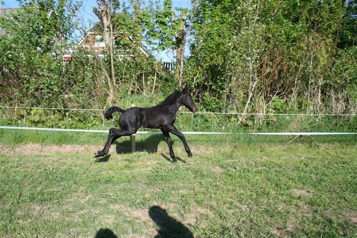 Frieser Blake "SOLGT" billede 12