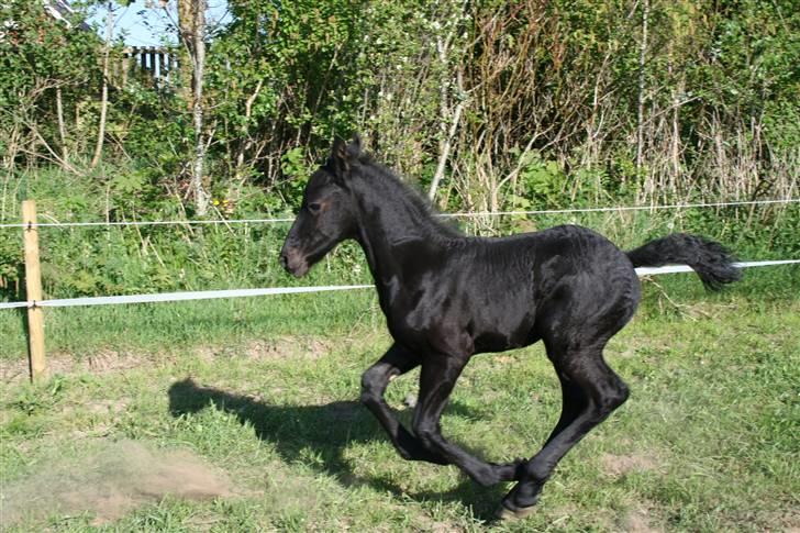 Frieser Blake "SOLGT" billede 13