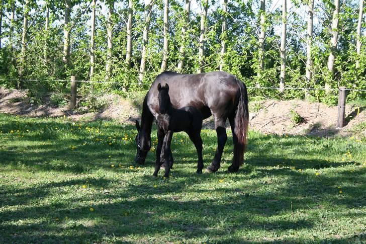 Frieser Blake "SOLGT" billede 14