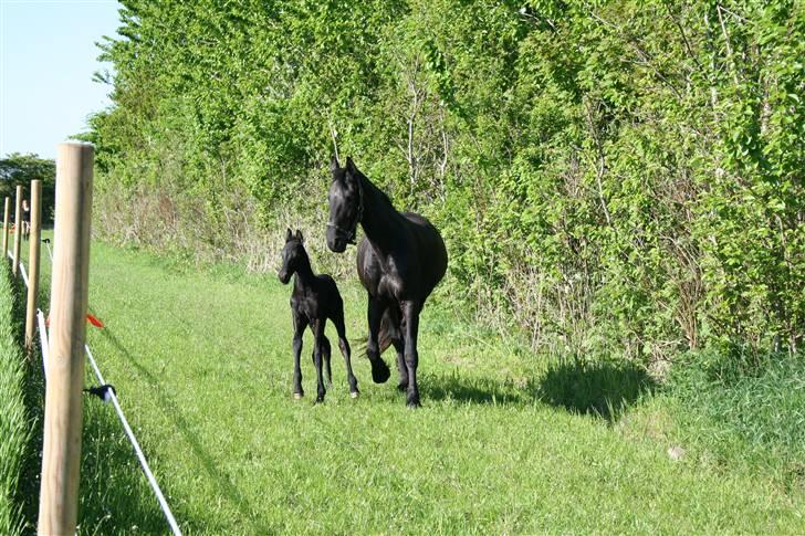 Frieser Blake "SOLGT" billede 15