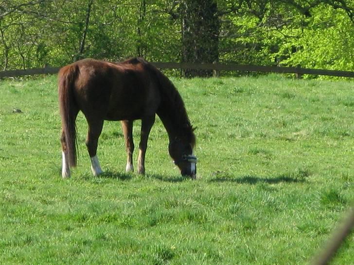 Anden særlig race Lighter <3 - 07#Fordi du elsker græs ! (I love you!) <3 billede 7