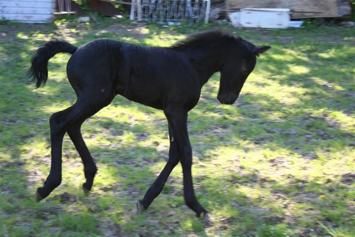 Frieser Blake "SOLGT" billede 16